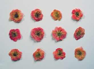 Fresh flowers dried in the microwave on paper towels