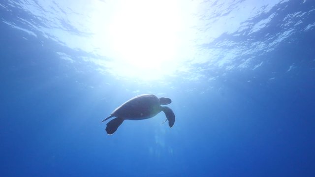 turtle underwater swim blue waters slow  ocean scenery