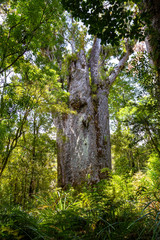 Giant tree Kauri. Waipoua kauri forest.   Nature parks of New Zeland. 