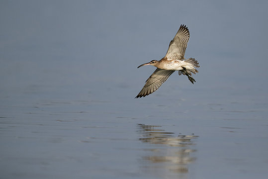 Bar-tailed Godwit in flight
