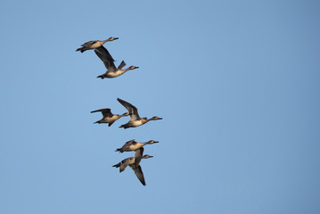 Northern Pintails in flight against blue sky