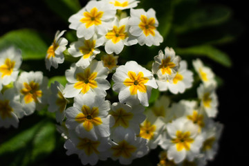 Obraz premium primrose white-yellow flower home plant