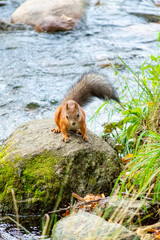Squirrel on the ground. Protein in the natural environment. View of squirrel nature. Portrait of a squirrel. Squirrel funny