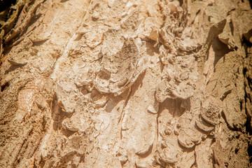 Close up old wood texture background for design. Horizontal image.