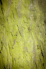Old green wood texture and background for design pattern