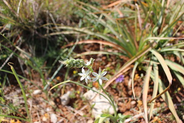 Petites fleurs blanches sur l'île de Malte