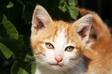 beautiful portarir face of a golden haired kitten showing cute whiskers and feline look