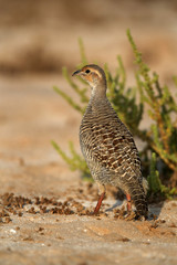 Grey francolin in the morning light