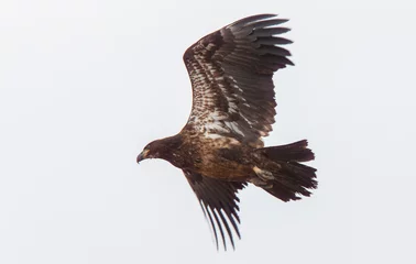 Fototapeten Golden Eagle Canada © pictureguy32