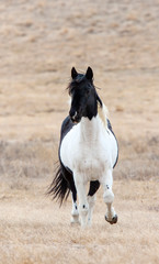Prairie Horses Saskatchewan