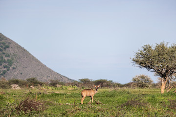 Obraz na płótnie Canvas Antilope dans la savane