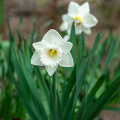 Narcissus tubular white delicate flower with a thin stem and exquisite aroma