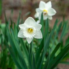 Fototapeta premium Narcissus tubular white delicate flower with a thin stem and exquisite aroma