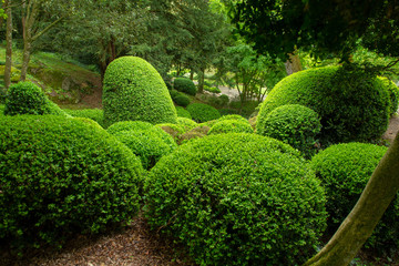 Topiary bushes in japanese garden in Pays de le Loire, France