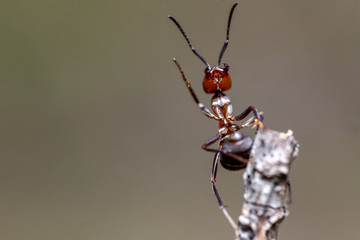 mrówka na szarym tle