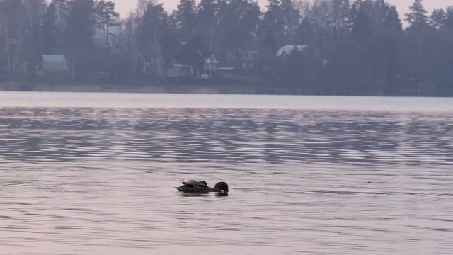Wild duck on the lake at sunset