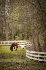 Naklejka premium horse in a meadow