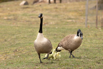 family of canada geese