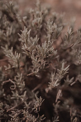 Lavender bush. Rustic vintage background.