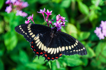 Beautiful black, yellow and red butterfly on flower in a garden