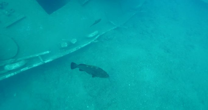 grouper swimming curious underwater ocean scenery close up fish mediterranean