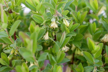 Honeyberry Plant blooming in the early spring