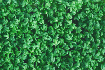 Watercress microgreen. Green leaf texture close up