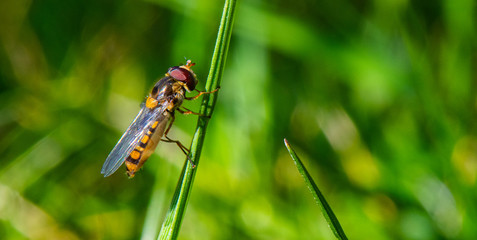 le syrphe porte-plume