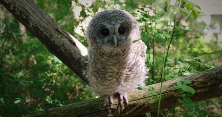 Ciekawski Puszczyk © Multimen