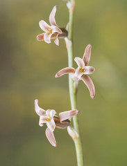 Dipcadi serotinum small light pink brown wild hyacinth on unfocused green background