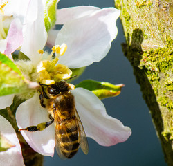 abeille dans fleurs de pommier