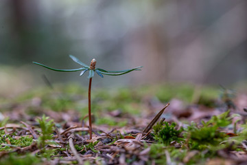 European silver fir (Abies alba) seedlings among mossy forest floor against natural forest background. European silver fir (Abies alba) seedlings in the natural ecosystem
