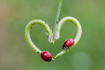 Ladybugs making love on a green twig