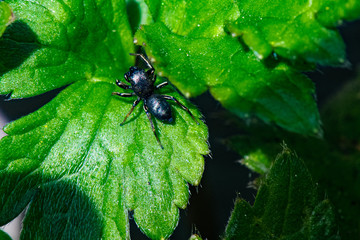 zelotes sp