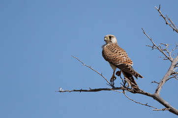 Common Kestrel on a tree