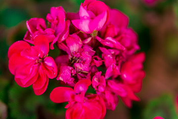 RED spring flowers against a blurred background. Spring blooming tree with green leaves. Gilly flowers