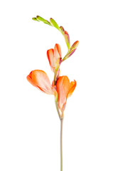 Fototapeta na wymiar Orange lilies