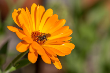 Bee covered in pollen collecting nectar from a bright orange marigold blossom.