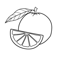 Linear drawing orange isolated on white background. Sketch for coloring booking page. Vector illustration