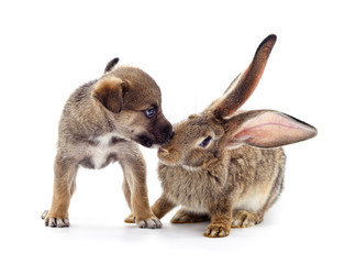 Dog and rabbit kissing.