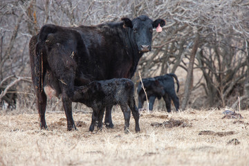 Cow Calf in field