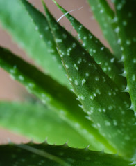 green leaf of close up agave