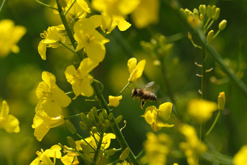 Anfliegende Biene bei der Suche nach Nektar vor der Bestäubung von Rapsblüte - Stockfoto
