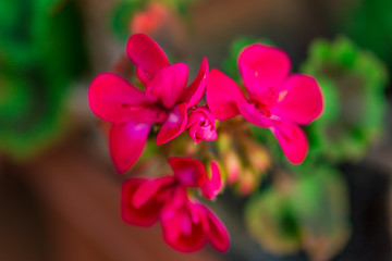 RED spring flowers against a blurred background. Spring blooming tree with green leaves. Gilly flowers