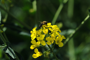 Biene auf gelber Rapsblüte und dunkelgrüner Hintergrund - Stockfoto