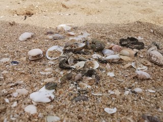 shell on the beach