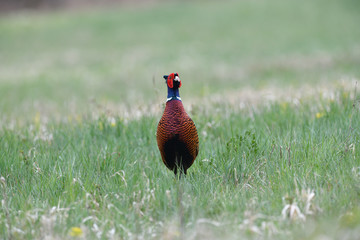 Portrait of a common pheasant on a green meadow in spring during rut