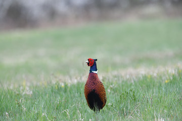 Portrait of a common pheasant on a green meadow in spring during rut
