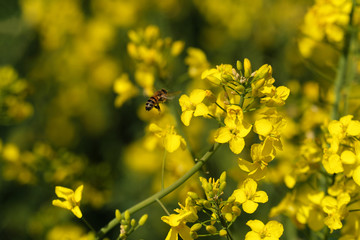 Biene bei der Bestäubung von Rapsblüte - Stockfoto