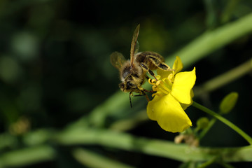 Biene auf gelber Rapsblüte und unscharfer grüner Hintergrund - Stockfoto